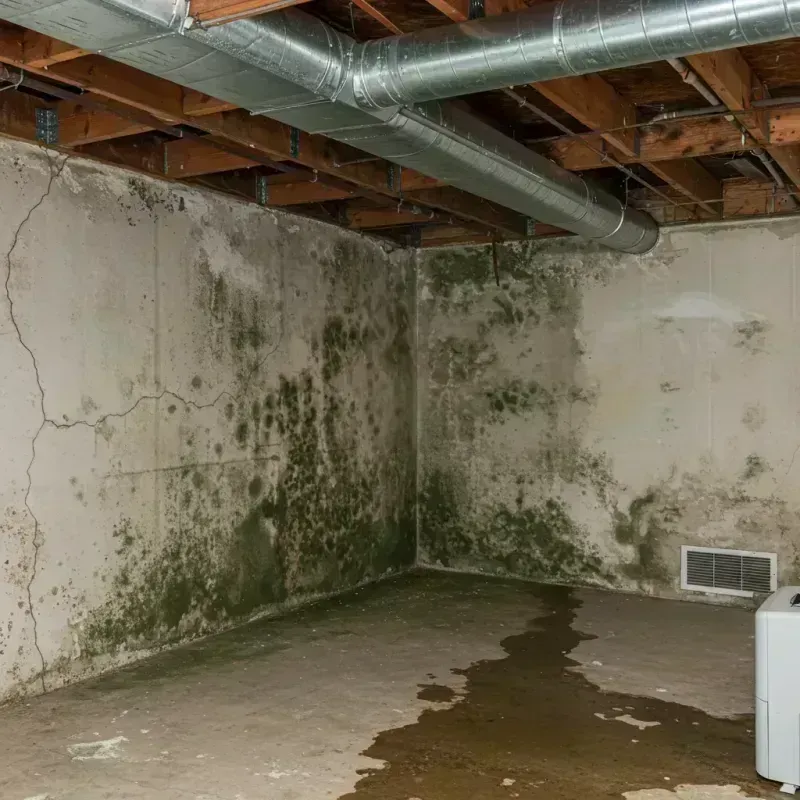 Professional Mold Removal in Southside, AL